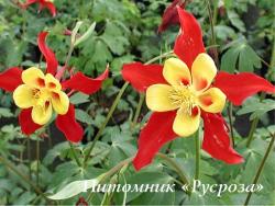 Аквилегия обыкновенная 'Koralle' (Aquilegia vulgaris)