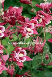 Аквилегия обыкновенная "Winky Red White" (Aquilegia vulgaris)