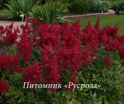 Астильба Арендса "Etna" (Astilbe arendsii)