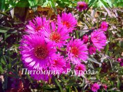 Астра новоанглийская "Alma Poetschke" (Symphyotrichum novae-angliae)