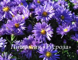 Астра кустарниковая "Blaue Laguna" (Symphyotrichum dumosum)