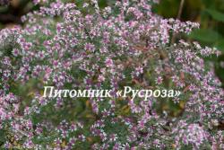 Астра бокоцветная "Horizontalis" (Aster lateriflorus)