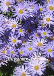 Астра фрикарта "Monch" (Aster Frikartii)