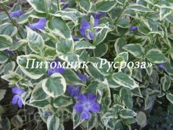 Барвинок большой  "Highland Variegata" (Vinca major)