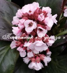 Бадан "Bach" (Bergenia hybrida)