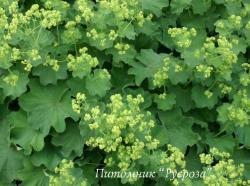 Манжетка мягкая "Robustica" (Alchemilla mollis)