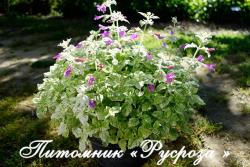 Душевик крупноцветковый "Variegata" (Calamintha grandiflora)