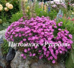 Гвоздика перистая "Dinetta Lila" (Dianthus plumarius )