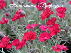 Гвоздика "Lavastrom" (Dianthus)