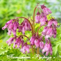 Дицентра красивая "Spring Gold" (Dicentra formosa)