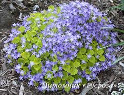 Колокольчик гарганский "Dickson's Gold" (Campanula garganica)