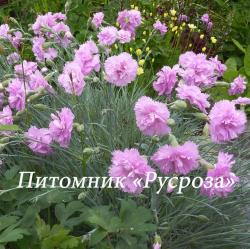 Гвоздика перистая "Double Rose" (Dianthus Plumarius)