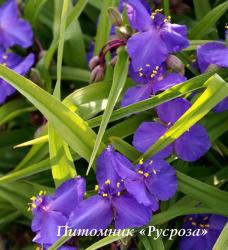 Традесканция "Leonora" (Tradescantia)