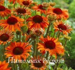 Эхинацея пурпурная "Orange Passion" (Echinacea purpurea)