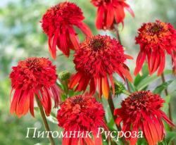 Эхинацея пурпурная "Hot Papaya" (Echinacea purpurea)