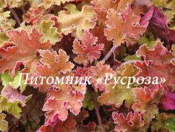 Гейхера "Marmalade" (Heuchera hybride)