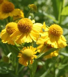 Гелениум осенний "Kanaria" (Helenium autumnale)