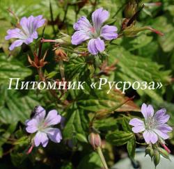 Герань узловатая (Geranium nodosum)