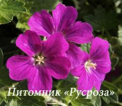 Герань "Russell Prichard" (Geranium hybride)