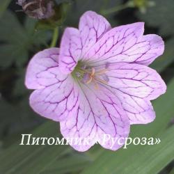 Герань изменчивая (Geranium versicolor)