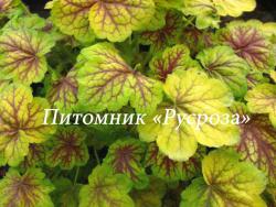 Гейхера "Renoir" (Heuchera hybride)