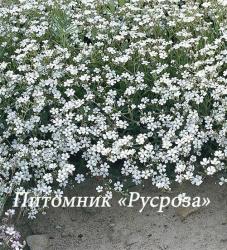 Гипсофила ползучая "Alba" (Gypsophila repens)