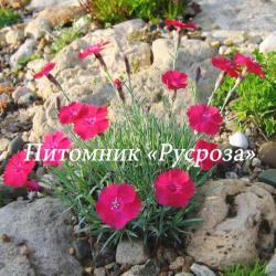 Гвоздика серовато-голубая "Badenia" (Dianthus gratianopolitanus)