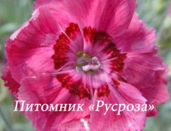 Гвоздика серовато-голубая "Rotkäppchen" (Dianthus gratianopolitanus)