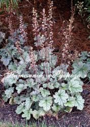 Гейхера "Silver Scrolls" (Heuchera hybride)