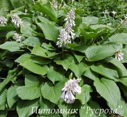 Хоста Зибольда (Hosta sieboldiana)