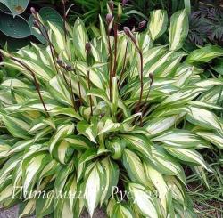 Хоста "Cherry Berry" (Hosta)