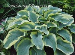 Хоста "American Halo" (Hosta)