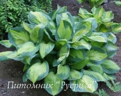 Хоста "Captain Kirk" (Hosta)