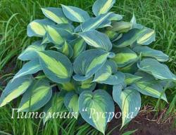 Хоста "Catherine" (Hosta)