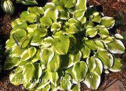 Хоста "Delta Dawn" (Hosta)