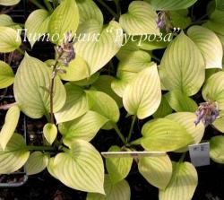 Хоста "Dixieland Heat" (Hosta)