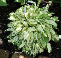 Хоста "Kiwi Spearmint" (Hosta)