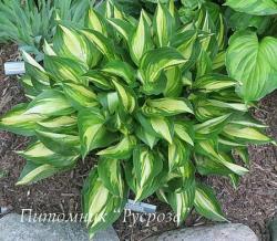 Хоста "Lakeside Little Tuft" (Hosta)