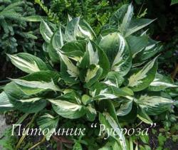 Хоста "Revolution" (Hosta)