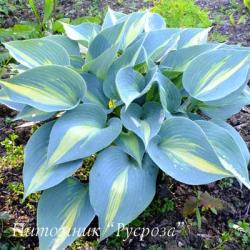 Хоста "Touch of Class" (Hosta)