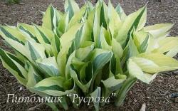 Хоста "Yellow Polka Dot Bikini" (Hosta)