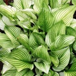 Хоста "Zebra Stripes" (Hosta)