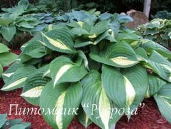 Хоста "Ann Kulpa" (Hosta)