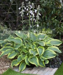 Хоста "Atlantis" (Hosta)