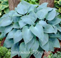 Хоста "Canadian Blue" (Hosta)