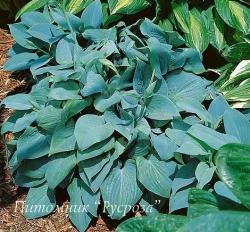 Хоста "Fragrant Blue" (Hosta)