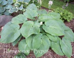 Хоста "Jurassic Park" (Hosta)