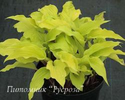 Хоста "Lipstick Blonde" (Hosta)