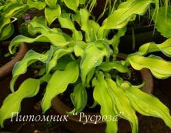 Хоста "Ripple Effect" (Hosta)