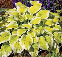 Хоста "Spring Morning" (Hosta)